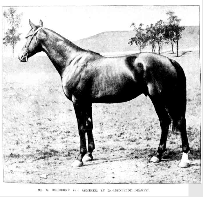 Horse portrait: Admirer by Nordenfeldt — Dearest